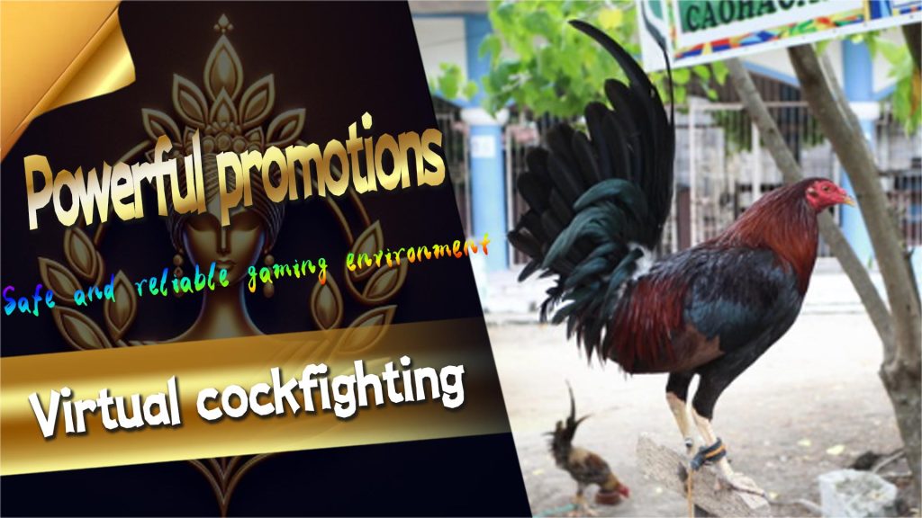 Recommend players to play cockfighting at Royal Online Casino