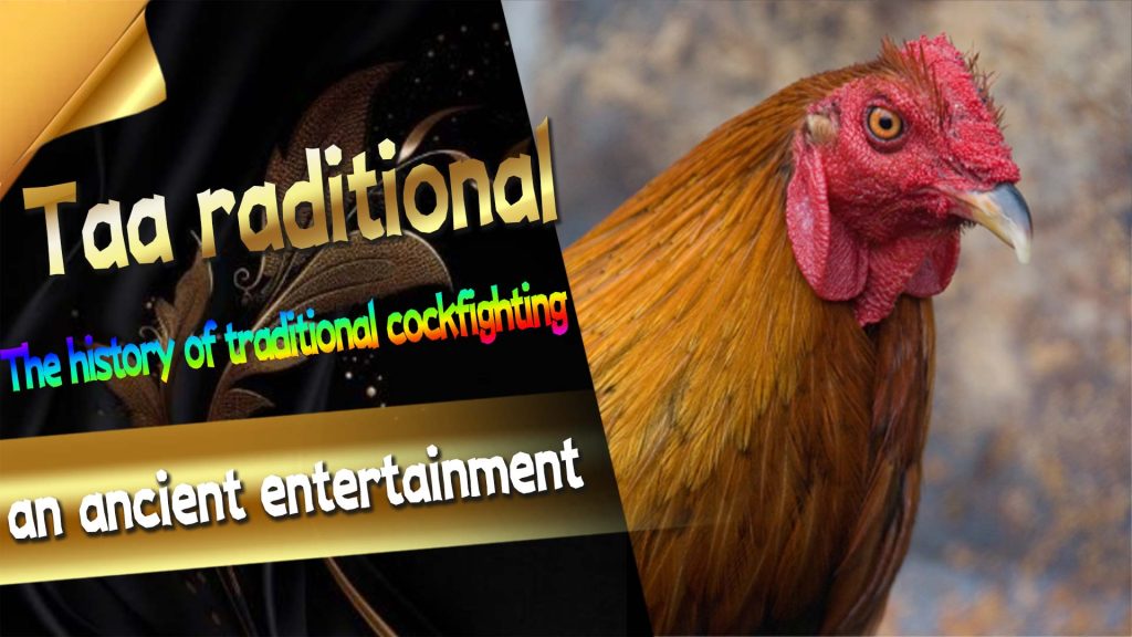 The history of traditional cockfighting